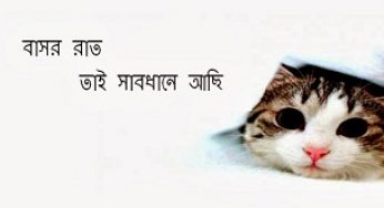 বাসর রাতে বিড়াল মারা: প্রচলিত ভুল ধারণা