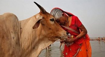 গরুকে ‘জাতির মাতা’ ঘোষণার আহ্বান