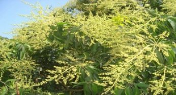 আমের মুকুলে ছেয়ে গেছে মতলব উত্তরের আমবাগান