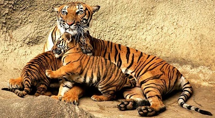 Tiger-sondurbhan