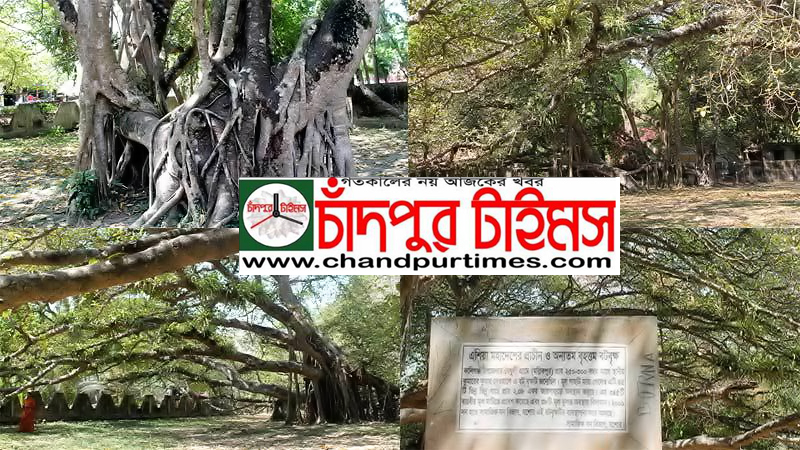 এশিয়ার বৃহত্তম ঝিনাইদহের বটগাছটি “স্মারক বট বৃক্ষ”