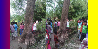 ঝড়ে পড়ে যাওয়া গাছ আলেমের দোয়ায় আবার দাঁড়িয়ে গেল!