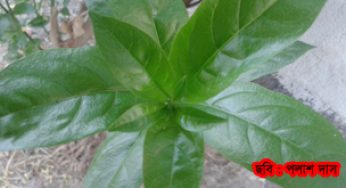 সতেজ পাতা