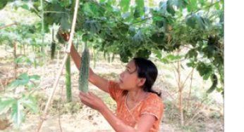 ক্যান্সার ও ডায়বেটিস দূর করবে মাত্র ১টি সবজি
