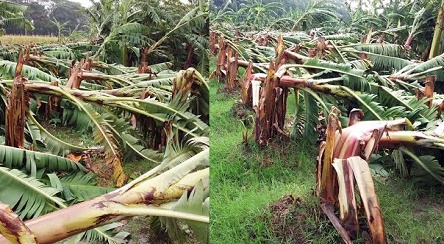 ঝড়ে মতলব কলা বাগানের ব্যপক ক্ষতি