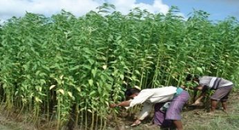 চাঁদপুরে প্রায় ৫ হাজার হেক্টর জমিতে ‘অর্ধলক্ষ বেল’