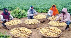 potato-fields