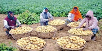 potato-fields
