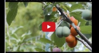 আল্লাহর অপরূপ সৃষ্টি : এক গাছে ৪০ জাতের ফল -ভিডিও