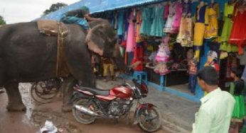 ঈদ মার্কেটে হাতির সাহায্যে চাঁদাবাজি