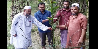 শাহরাস্তিতে নাভা ডেভেলপমেন্টের বৃক্ষরোপণ কর্মসূচি