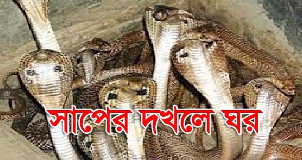 যশোরে সাপের গণবিক্ষোভে ঘরছাড়া পরিবার : সাপের দখলে ঘর