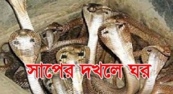 কুড়িগ্রামে ক্লাস রুমে ১৪টি গোখরা সাপ : স্কুল ছুটি ঘোষণা