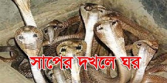 কুড়িগ্রামে ক্লাস রুমে ১৪টি গোখরা সাপ : স্কুল ছুটি ঘোষণা