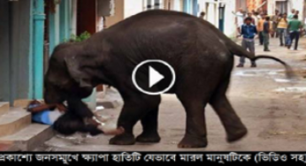 হাতি বন থেকে শহরে এসে প্রকাশ্যে খুন করলো পথচারীকে