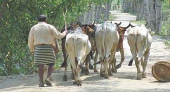 হাজীগঞ্জে গভীর রাতে ৪ গরু ছিনতাই