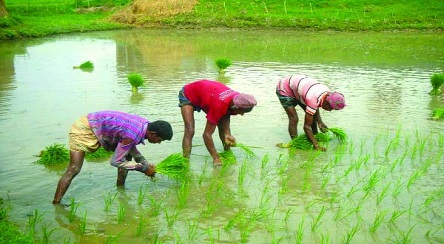 চাঁদপুরে ব্রি-৬২ জাতের ধান বীজ অধিকাংশই নষ্ট