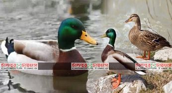 তিনটি হাঁস যেভাবে বদলে দিয়েছে একটি গ্রাম (ভিডিও)