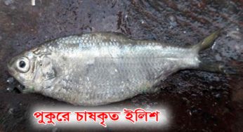 বেসরকারিভাবে পুকুরে সফল ইলিশ চাষ