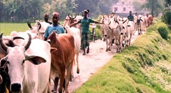 ভারত থেকে গরু আমাদানি কমেছে ৭৫ ভাগ