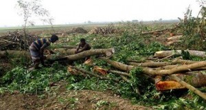 হিন্দি বা ইংরেজি না জানায় বিপাকে মুস্তাফিজ