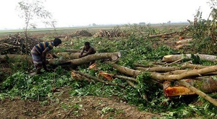 মাতব্বরদের অদ্ভুত নির্দেশে গাছ কাটার উৎসব