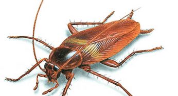  তেলাপোকা ৫ মিনিটেই চিরতরে দূর করবেন যেভাবে