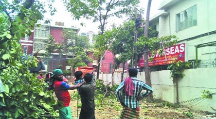 রাতের আঁধারে গাছ কাটছে সিটি করপোরেশন