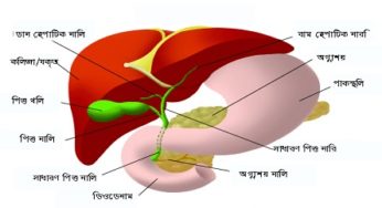 বিশ্ব হেপাটাইটিস দিবস : দেশে আক্রান্তের সংখ্যা ১ কোটিরও বেশি