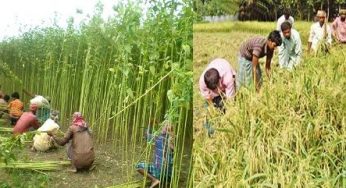 চাঁদপুরের ৪১ হাজার বেল পাট উৎপাদনের লক্ষ্যমাত্রা