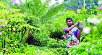 চাঁদপুরে ১৫ দিনে ৮২ হাজার গাছ রোপণে উদ্ধুদ্ধ করবে কৃষিবিভাগ