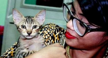পোষা বিড়াল স্বাস্থ্যের যেসব উপকারে আসে