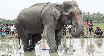 বঙ্গ বাহাদুরের লাথিতে সাফারি পার্কের কর্মী আহত