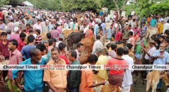 কচুয়ায় ৩১ বাজারে পশুর হাট : অবৈধ হাটের আশংকা