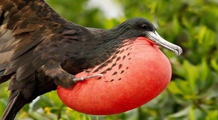 red-brested-bird