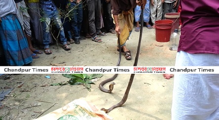 snake-khela