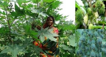 ভেন্না গাছ থেকে উৎপাদিত তেলের উপকারিতা