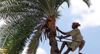 খেজুর রসে মরণব্যাধী নিপাহ : আবিষ্কার হয়নি চিকিৎসা