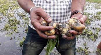 কচুয়ায় টানা বর্ষণে  ৩শ’ একর জমির আলু পানির নিচে
