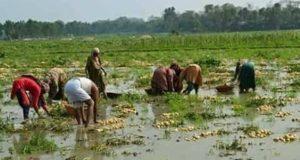 প্রথম পর্যায়ে ২০ হাজার কবর মুক্তিযোদ্ধার সংরক্ষণ করা হবে