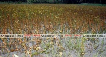 হাইমচরে বৃষ্টিতে মৌসুমী ফসলের ব্যাপক ক্ষয়ক্ষতি