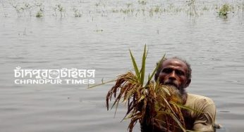 ফরিদগঞ্জে বুক সমান পানি কেড়ে নিয়েছে চাষীদের স্বপ্ন