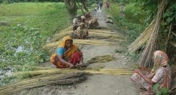 সোনালী আঁশ সংগ্রহে ব্যস্ত চাঁদপুরে কৃষক-কৃষাণীরা