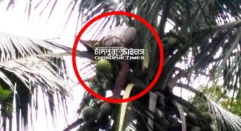 হাজীগঞ্জে নারিকেল গাছে উঠে শ্রমিকের করুণ মৃত্যু