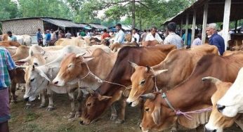 দেশে ১ কোটি ৩১ লাখ গরু-মহিষ-ছাগল কোরবানির উপযোগী