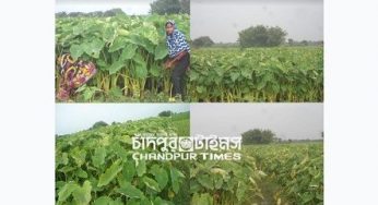 হরিপুরে কচু চাষে ঝুঁকেছে কৃষক