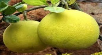 জাম্বুরা হলো প্রকৃতির ওষুধ