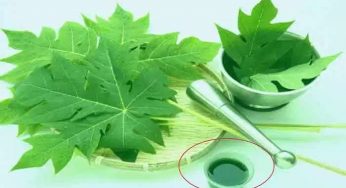 ডেঙ্গু জ্বর প্রতিরোধে পেঁপে পাতার জুস
