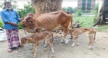 মতলবে গাভী জন্ম দিলো যমজ এড়ে বাছুর