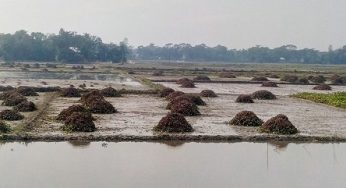 হাজীগঞ্জে সাড়ে ৯ হাজার হেক্টরে ইরি-বোরো চাষাবাদ করবে কৃষকরা